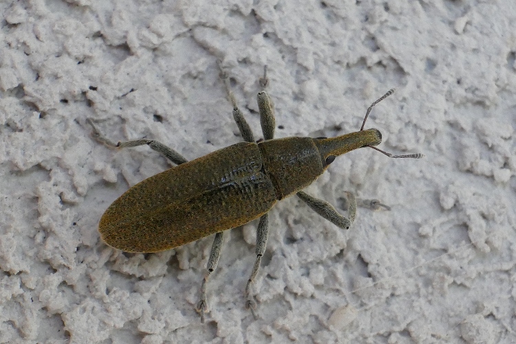 Curculionidae da identificare